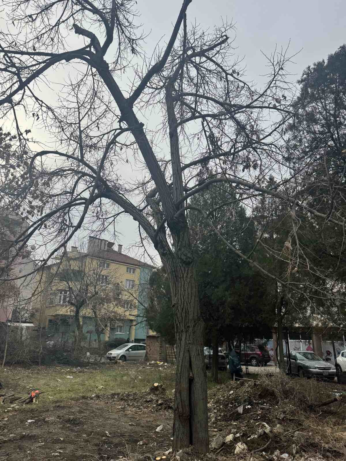 Община Благоевград подменя две опасни дървета по ул. „Тодор Александров“